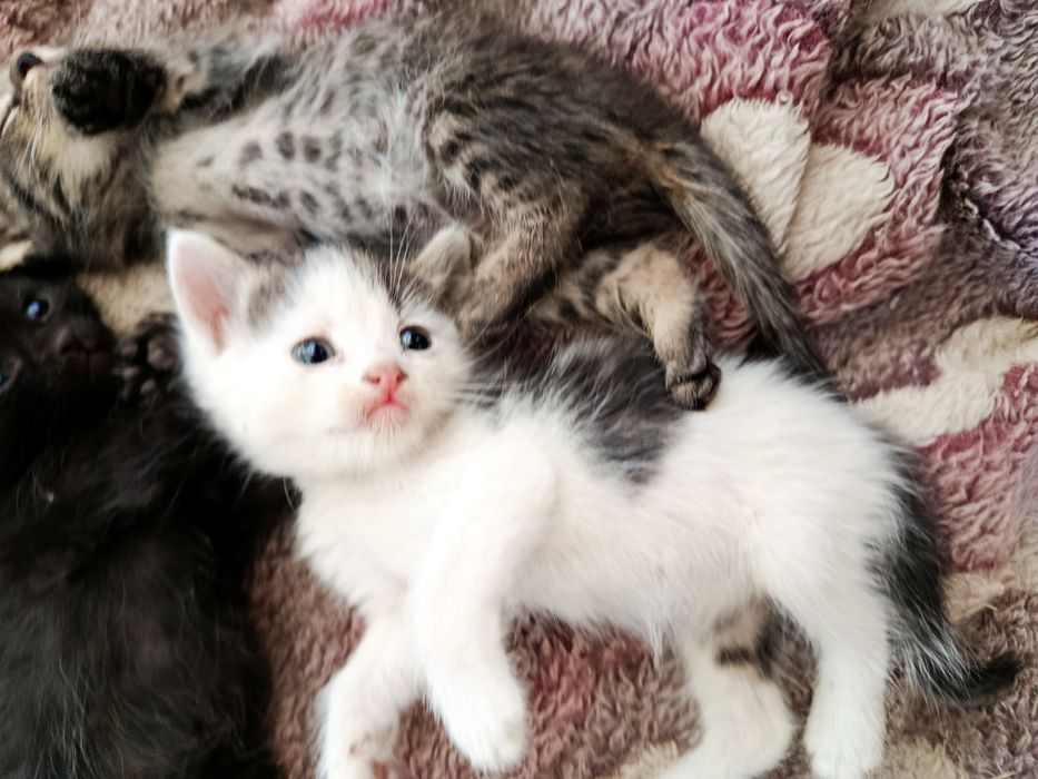 Продам скоттиш страйт котенка