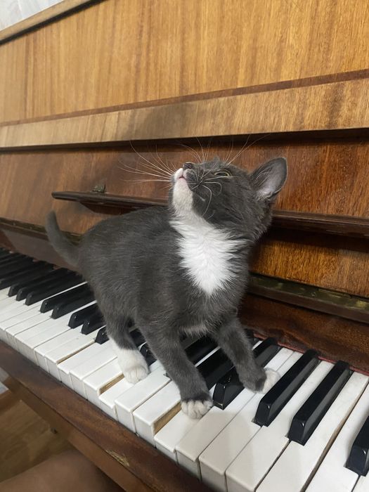 Отдам котенка в хорошие руки. Девочка.