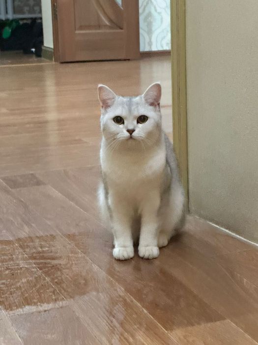 Продаем Домашнего кота Аньфису