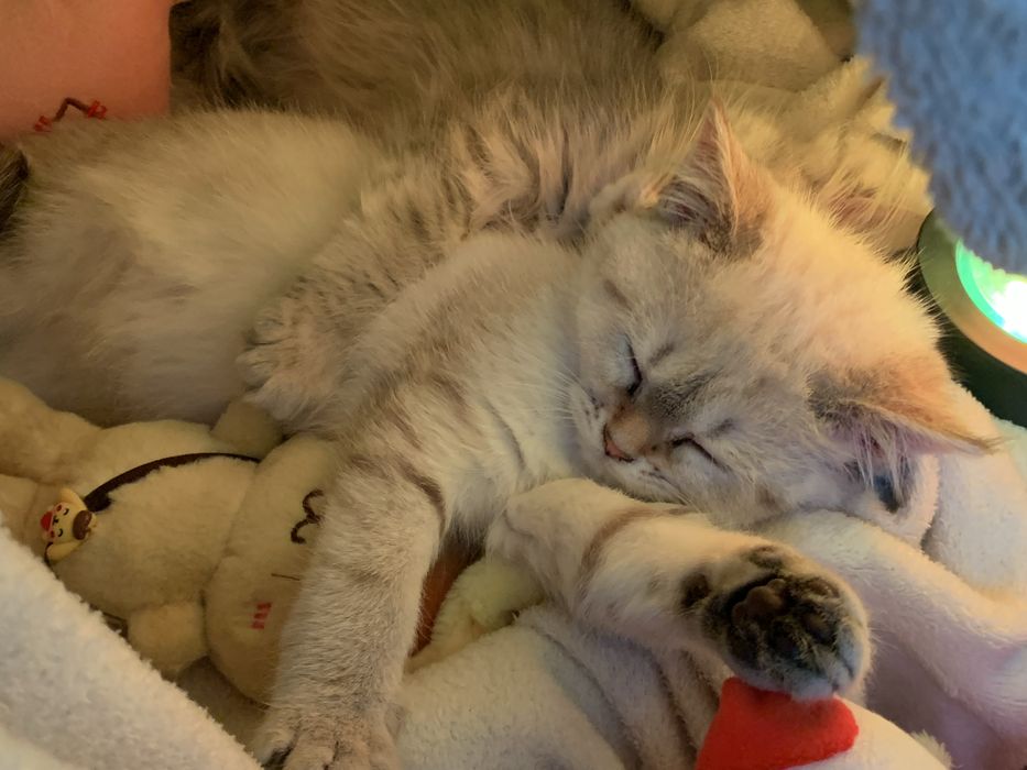 Котята 5 месяцев, Британцы