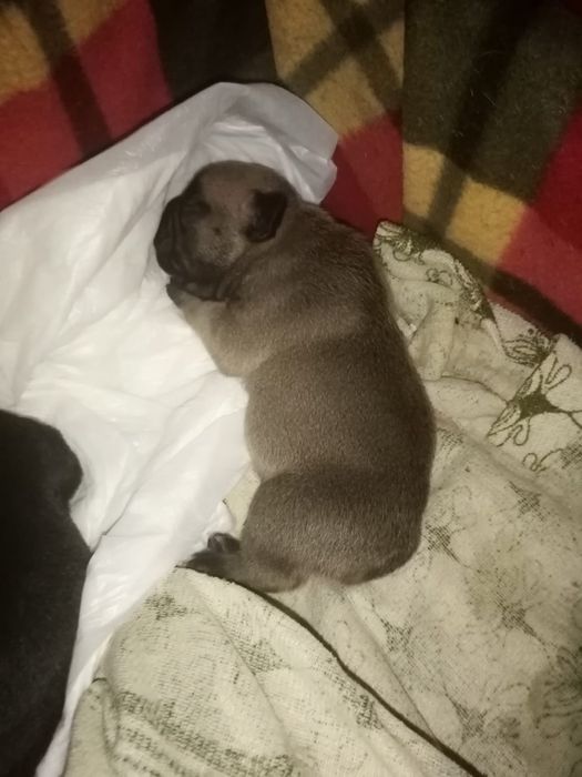 Щенки французского бульдога