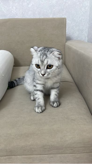 Продаётся кошка пародистый