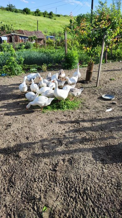 Продавам гъски патици