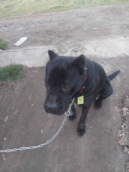 Кане корсо дружелюбна и игрива