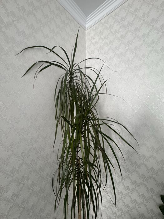 Цветы домашние цветы  драцена, замиикулькас