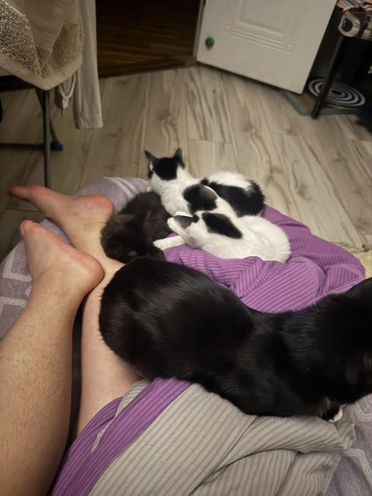 Отдам котят в хорошие руки