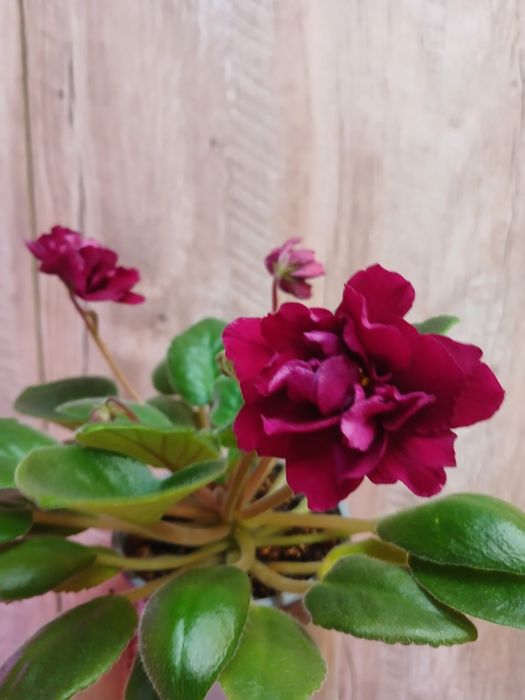 Цветущие фиалки  3000тг