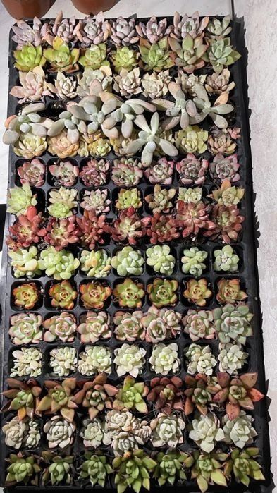 Сукуленты от 350и выше