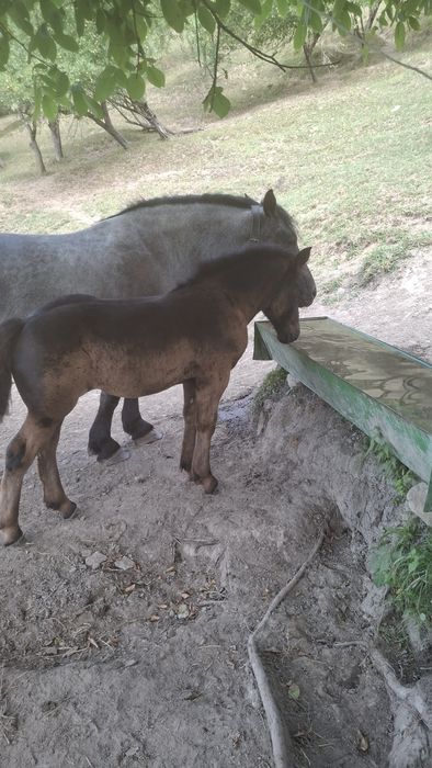 Trei iepe de vânzare două din ele au mânzuca