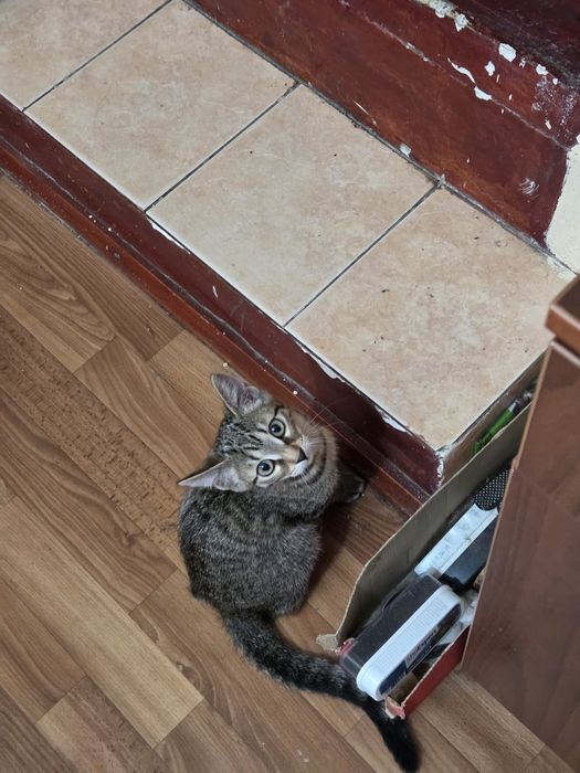 Отдам котёнка, девочку