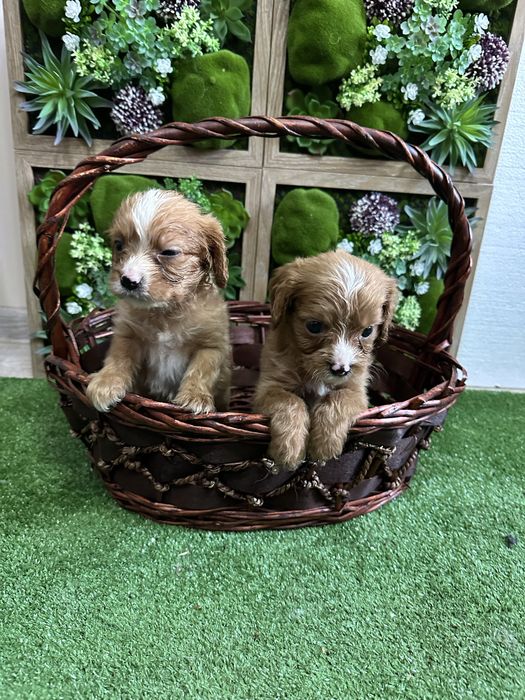 Кавапуу-Той Пудел