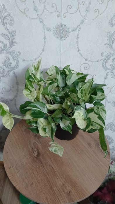 Комнатные растения Алматы