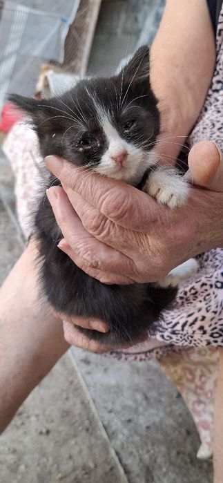 Отдам даром котят