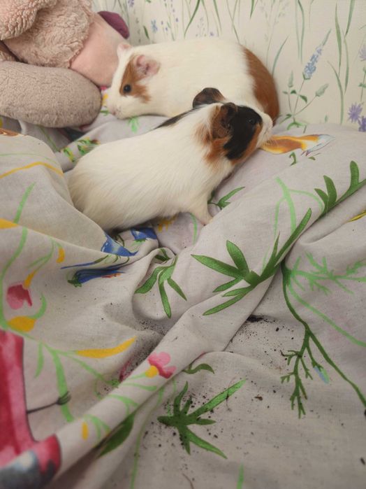 Малыши морской свинки