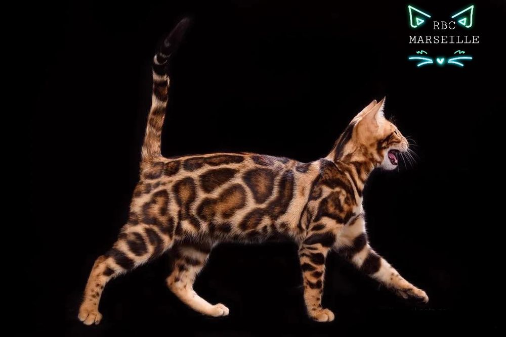 Золотой Бенгальский "ЛЕОПАРД"