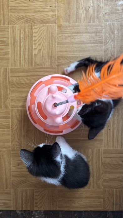 Котики очень умные! Возраст 2 месяца.