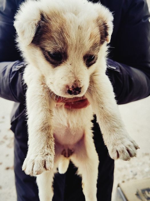 Кучукча топиб олдим, мехрибон инсонларга бераман