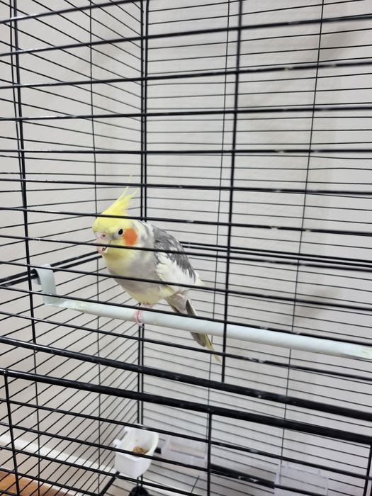 Корелла попугай.