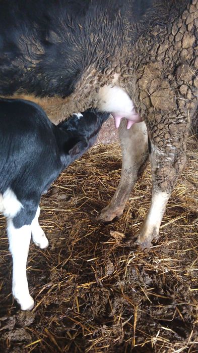 Vaca Tanara cu Vitel Cuminte