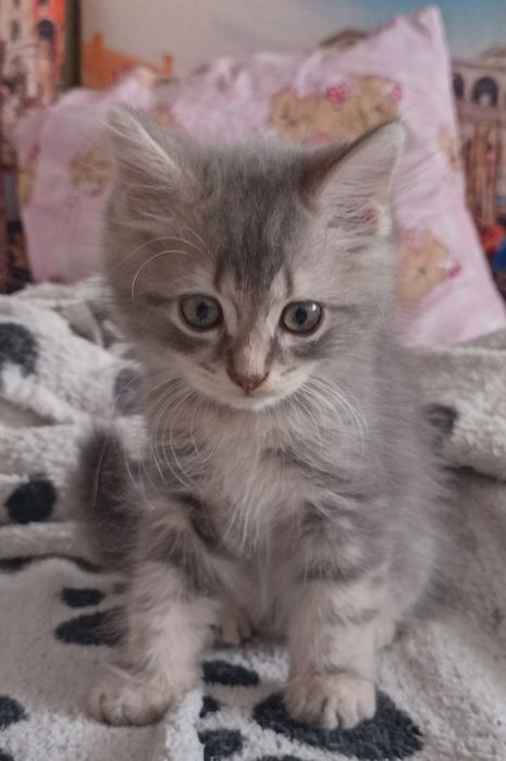 Отдам котят в добрые руки