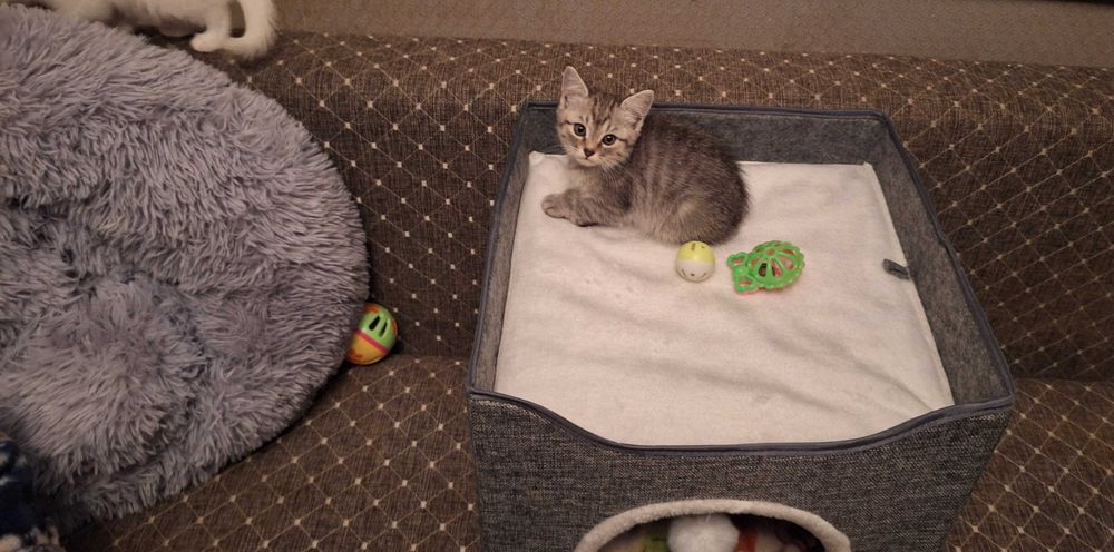 Котята  2 месяца