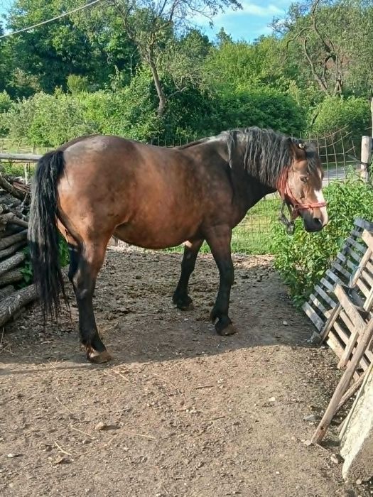 Vând iapă în vârstă de 6 ani.