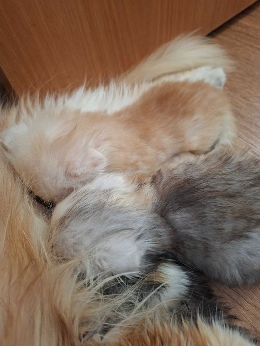 Котята очень красивые