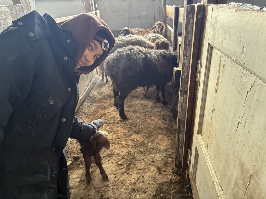 Қозлы қойлар Бараны на развод