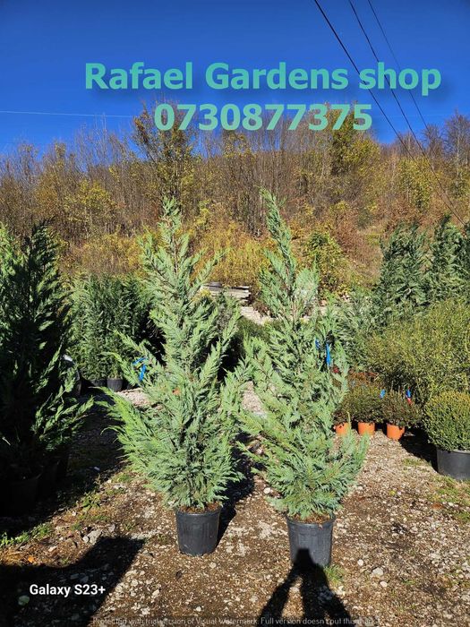 Plante Ornamentale Leylandii Cupressocyparis – Garanție Prindere