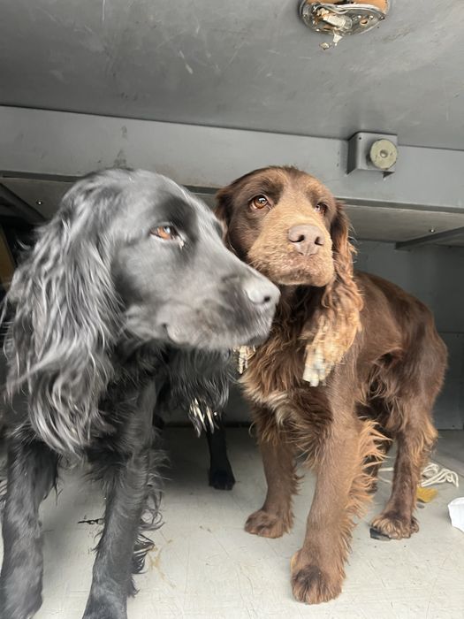 Спанель сатылады екеуі бірге