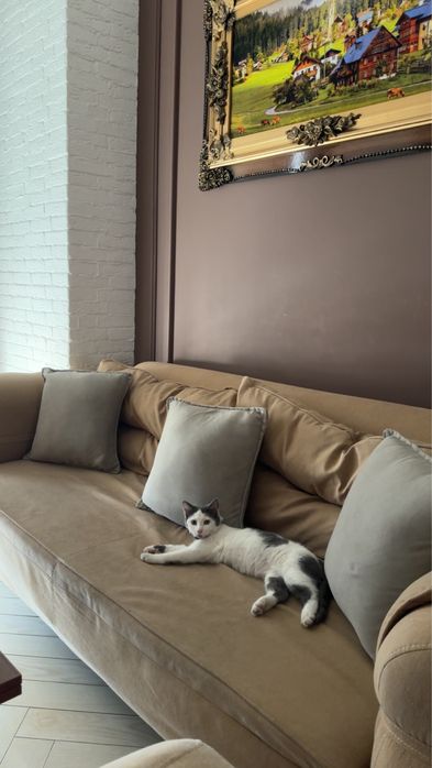 Котенок Британец