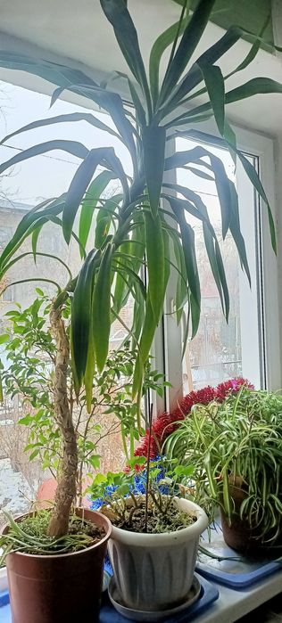 Продам драцены высокие