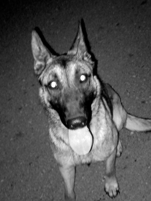 Белгийска овчарка