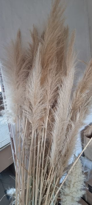 Пампаска трева, кортадерия