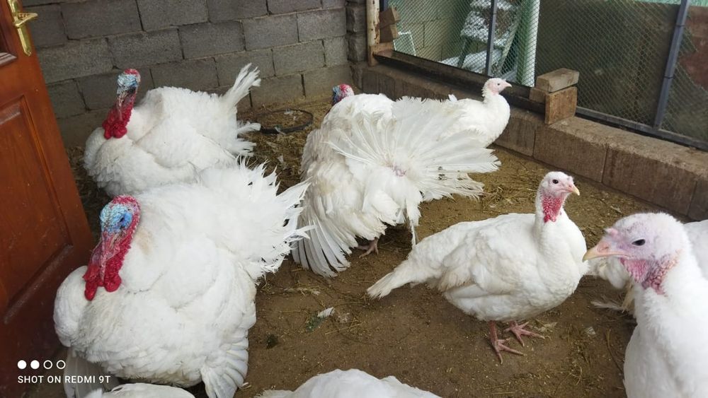 Яйцо индюка для инкубации