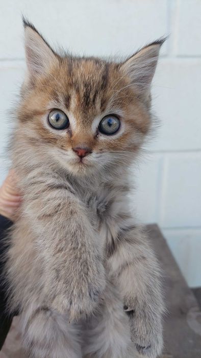 котята в хорошие руки