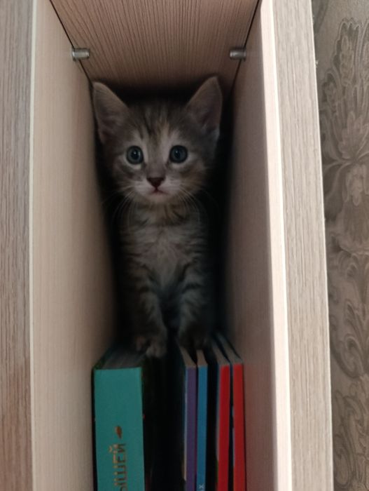 Отдам котят в добрые руки