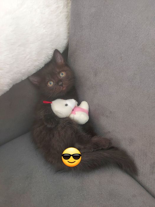 Котята два месяца