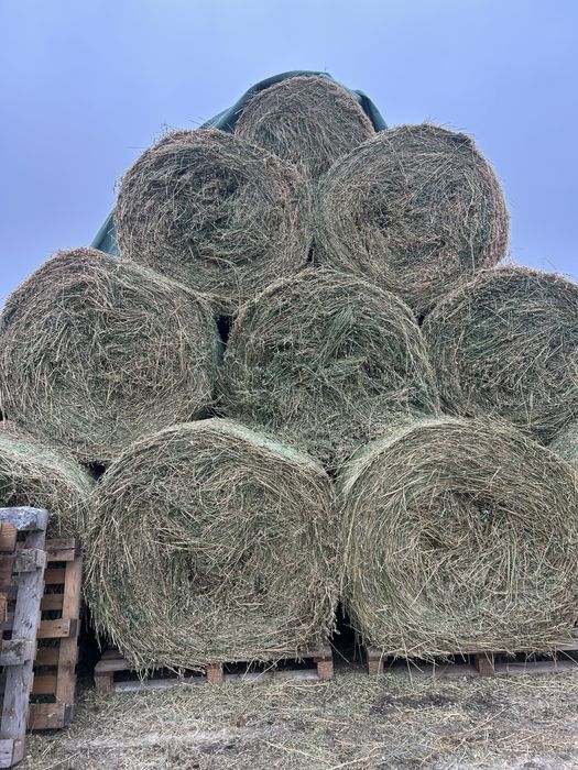 Baloti lucerna coasa 2, tinuti pe paleti si acoperiti cu TOPTEX