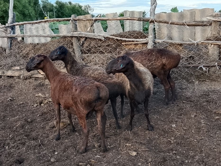 Семіз қой сатылады