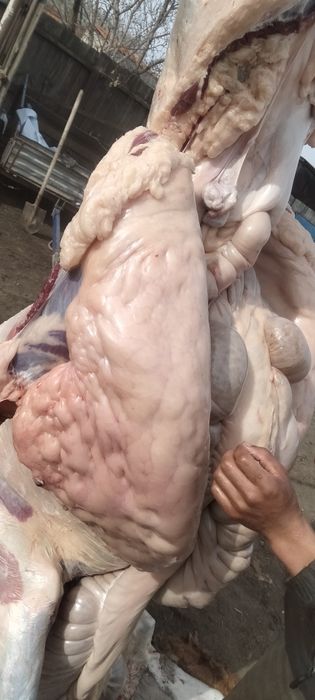 Продажа мяса конины. Тай. Байтал