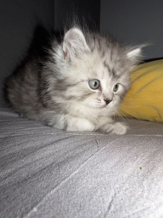 Котенок скоттиш страит