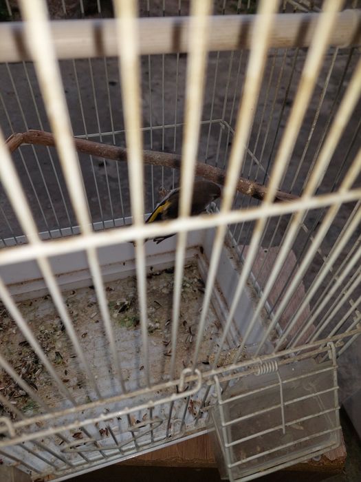 Норчи сава куш сотилади. Седоголов