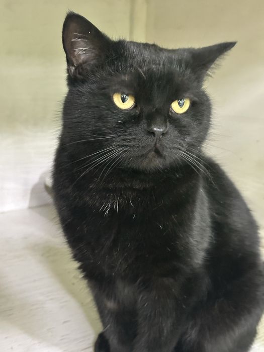 Котик-полубританчик в добрые руки