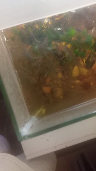 Pesti de vanzare