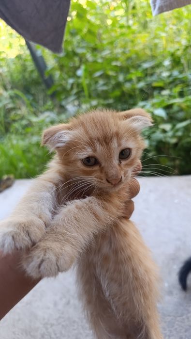 Парадные домашние котята