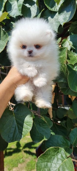 Померан померанче