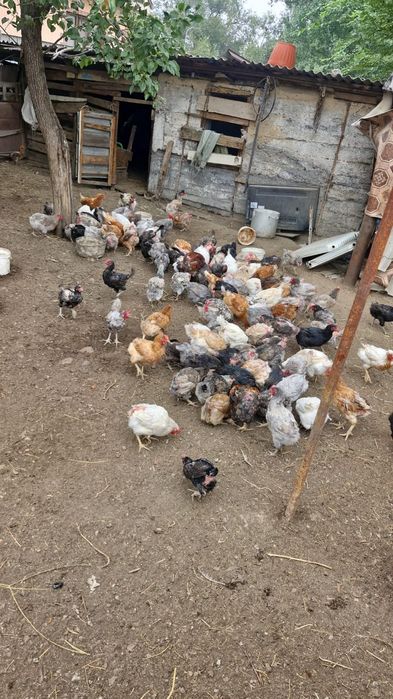 Продам домашних жирных кур