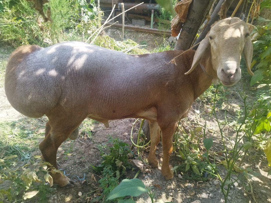 Arashan zotli qoʻy ishonchli sogʻlom hali tish chiqmagan yosh. 115 +kg