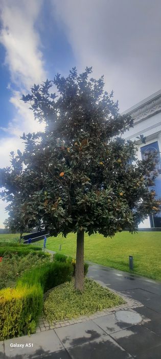 Семена Магнолия Грандифлора